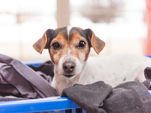 Cómo lavar la ropa de tu mascota en nuestra lavandería autoservicio