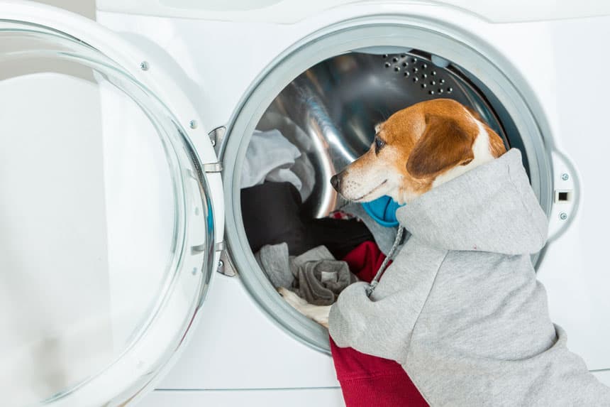 Lavandería de ropa de animales en Neda