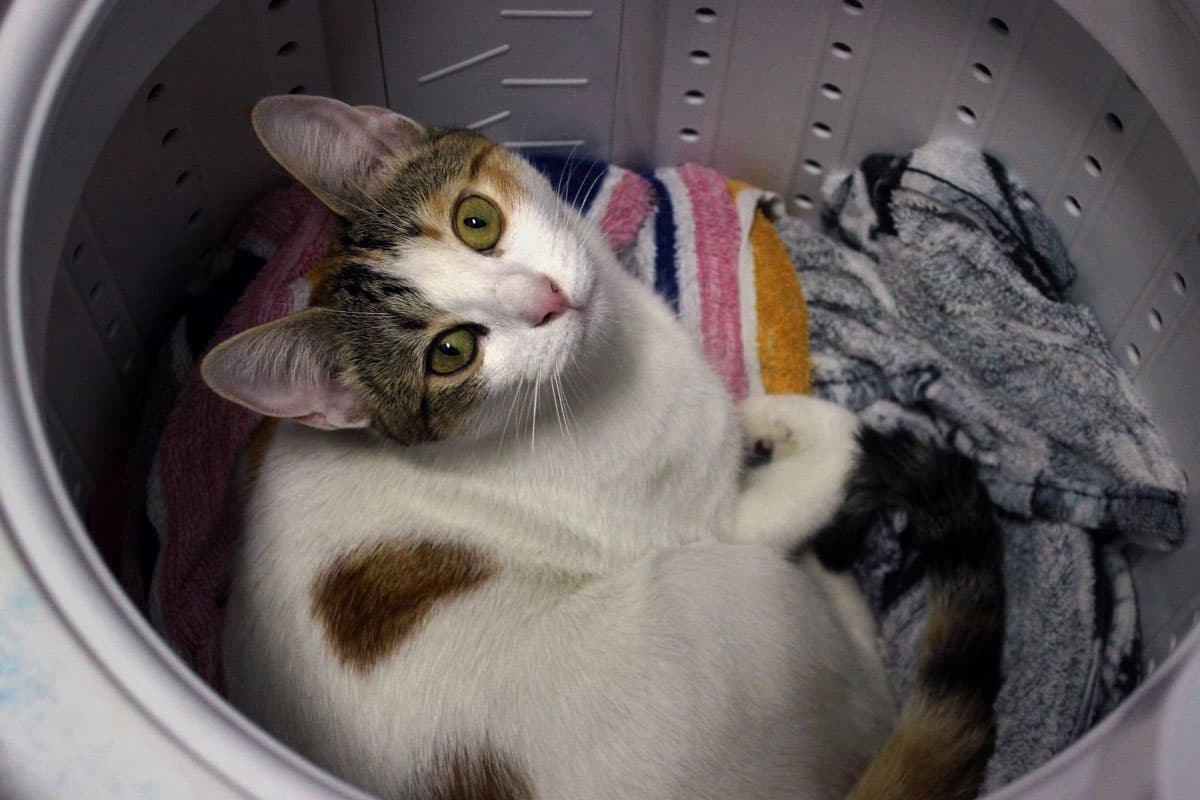 Lavandería de ropa para gatos en Neda