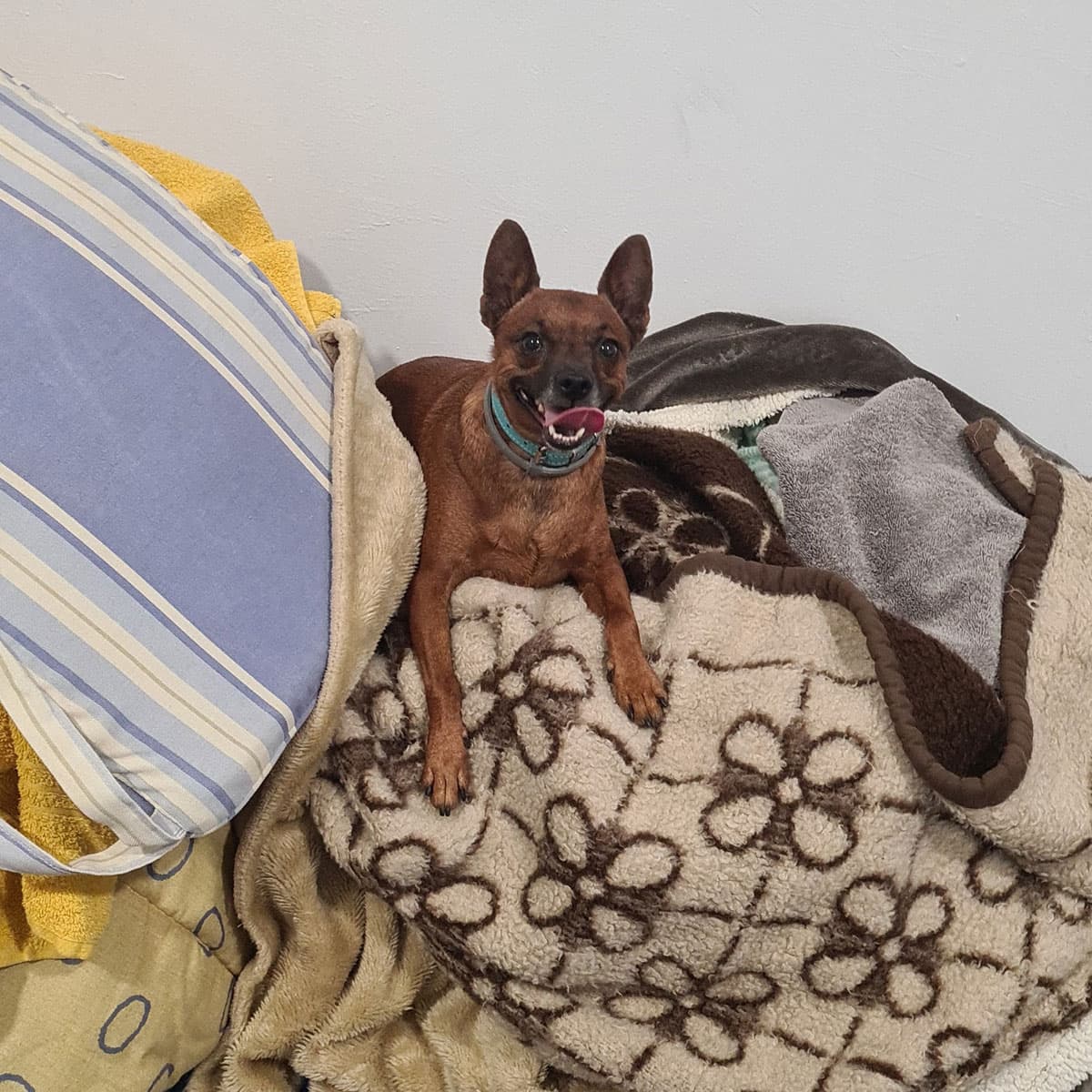 Lavar ropa de mascotas en Neda